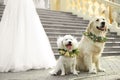 Bride and adorable dogs wearing wreathes made of beautiful flowers outdoors, closeup