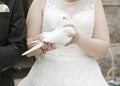 Bride with dove in hand Royalty Free Stock Photo