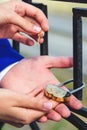 The bride and groom hang the wedding lock on the bridge. The keys and the padlock symbol of love and fidelity. Wedding Royalty Free Stock Photo