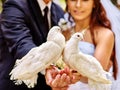 Bride and groom holding dove outdoor Royalty Free Stock Photo