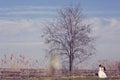 Bride and groom near big tree Royalty Free Stock Photo