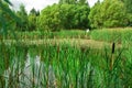 The bride and groom near the pond. In the foreground there is a Royalty Free Stock Photo