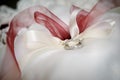 Bride & Groom`s Wedding ring Royalty Free Stock Photo