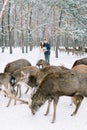 The bride and groom stand behind the deer herd. Beautiful winter wedding in snowy forest.