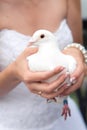 White dove in the hands of the bride Royalty Free Stock Photo