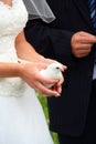 Bride holding a dove at wedding Royalty Free Stock Photo