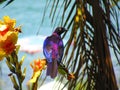 Magenta feather bired zoom in shoot Royalty Free Stock Photo