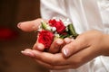 The bride with a pink manicure holds a bouquet of red roses. Boutonniere of red and white flowers. Free bouquet. Wedding boutonnie Royalty Free Stock Photo