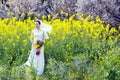 Bride portraint with white wedding dress in cole flower field Royalty Free Stock Photo