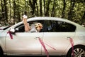 The bride put her bare legs out of the open car window, with a bouquet of roses in her hands Royalty Free Stock Photo