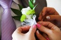 Bride puts groom on boutonniere from pink and whote rose on wedding day Royalty Free Stock Photo