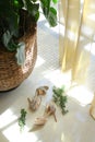 Bride shoes lying near basket with housepant. Royalty Free Stock Photo