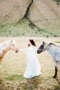 Bride strokes a red horse in the pasture. Iceland