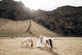 A bride stroking horses in a field against a rocky mountain. Destination Iceland wedding photo session with Icelandic