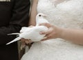 Bride with white dove Royalty Free Stock Photo