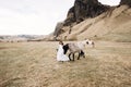 The bride in a white dress and a bouquet in her hands, stroking a horse with a black mane in the face, in a field of Royalty Free Stock Photo