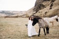 The bride in a white dress and a bouquet in her hands, stroking a horse with a black mane in the face, in a field of Royalty Free Stock Photo