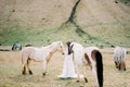 Bride in a white dress stands next to the horses in the pasture. Iceland Royalty Free Stock Photo