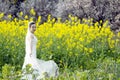 Bride with white wedding dress in flower field Royalty Free Stock Photo