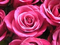 Brides roses in bright pink