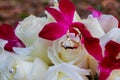 Bridesmaid or bride holding bouquet of pale white and pinkish roses wedding Royalty Free Stock Photo