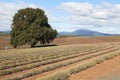 Bridestowe Estate Lavender Farm Royalty Free Stock Photo