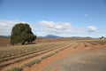 Bridestowe Estate Lavender Farm Royalty Free Stock Photo