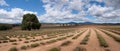 Bridestowe Lavender Estate in Nabowla, Tasmania, Australia Royalty Free Stock Photo