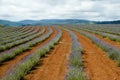 Bridestowe Lavender Estate - Tasmania Royalty Free Stock Photo