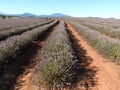 Bridestowe Lavender Farm, Tasmania Royalty Free Stock Photo