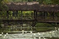 Bridge across a pond, Fiji Royalty Free Stock Photo