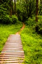 Bridge along a trail in a lush forest in Codorus State Park Royalty Free Stock Photo