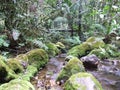 Bridge in the Colombian Jungles Royalty Free Stock Photo