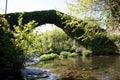 Bridge covered in moss in a forest Royalty Free Stock Photo