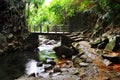 Bridge in forest