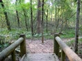 Bridge in the Forest at Caddo Lake State Park Royalty Free Stock Photo