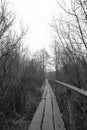 bridge in the forest Royalty Free Stock Photo