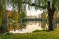 Bridge framed with weeping willow in Minnewater park in Bruges, Belgium