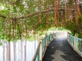 Bridge in the garden