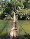 bridge jungle woodland