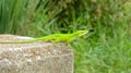 Bridge Lizard Royalty Free Stock Photo