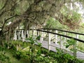 Bridge at Magnolia Plantation in Charleston, SC