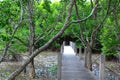 Bridge on Mangrove forest Royalty Free Stock Photo