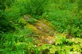 Bridge of old logs across a stream in the forest in autumn Royalty Free Stock Photo