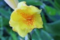 Yellow Canna Lilly flower Royalty Free Stock Photo