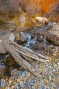 Bridge over creek made from tree over water Royalty Free Stock Photo