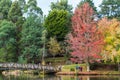 A bridge over Emerald Lake in the Dandenong Ranges in Australia Royalty Free Stock Photo