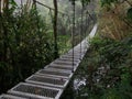 Bridge over the river in the forest.