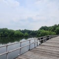 bridge over a river in a mangove forest Royalty Free Stock Photo
