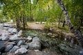 Bridge over a stream among birches, autumn